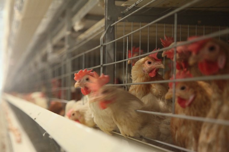 宰雞廢水處理方法|方案|工藝流程 宰雞廢水處理方法|方案|工藝流程