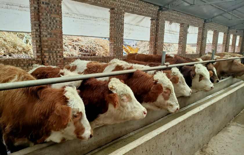 養(yǎng)牛場污水處理設(shè)備需要多少錢,價格? 養(yǎng)牛場污水處理設(shè)備需要多少錢,價格?