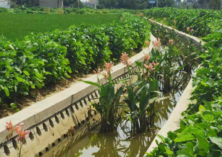 生態塘的作用有哪些(生態塘處理技術講解) 生態塘的作用有哪些(生態塘處理技術講解)