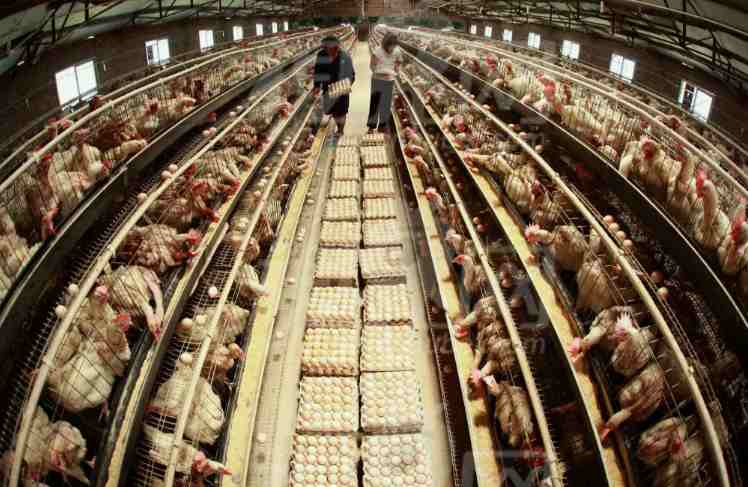 養(yǎng)殖場高壓清洗機(jī)什么牌好(養(yǎng)殖場高壓清洗機(jī)廠家分享) 養(yǎng)殖場高壓清洗機(jī)什么牌好(養(yǎng)殖場高壓清洗機(jī)廠家分享)